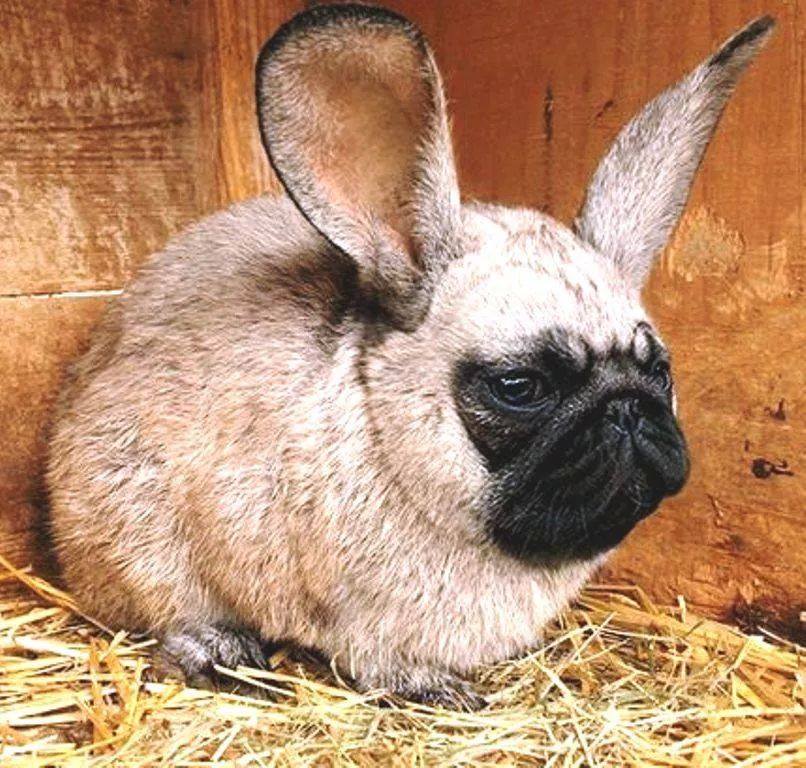 rabbitmq